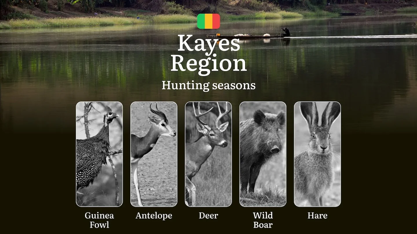 Hunting Season Dates in Kayes Region: Hunting Periods, Species and Season Bans, Joining the Hunt, Getting Licensed, Pena…