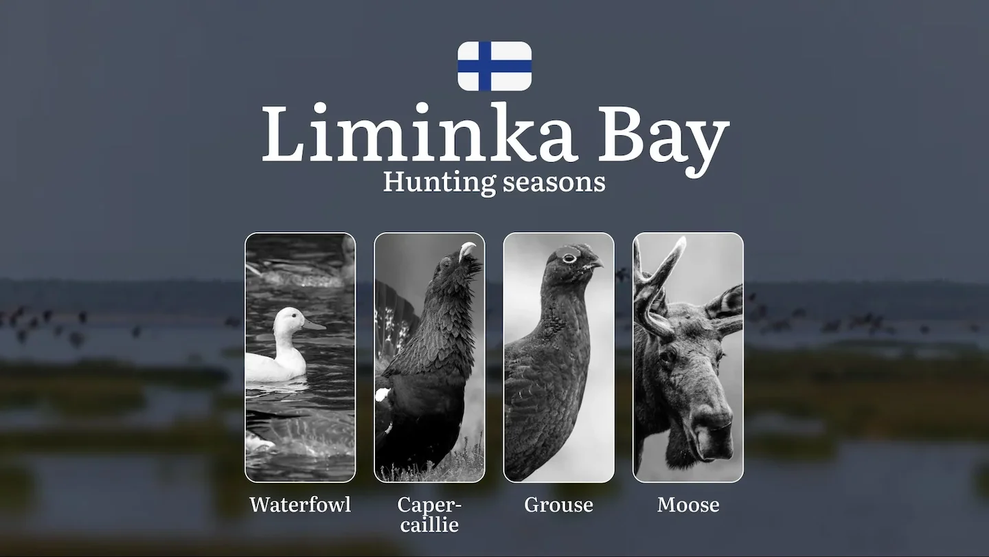 Hunting Seasons in LIMINKA BAY: Key Dates, Vital Regulations, Obtaining Hunting Licenses, Restrictions and Conservation…