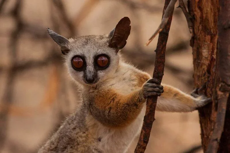 Shock Study Reveals Over 10,000 Lemurs Sold as Delicacies in Madagascar’s Urban Centers