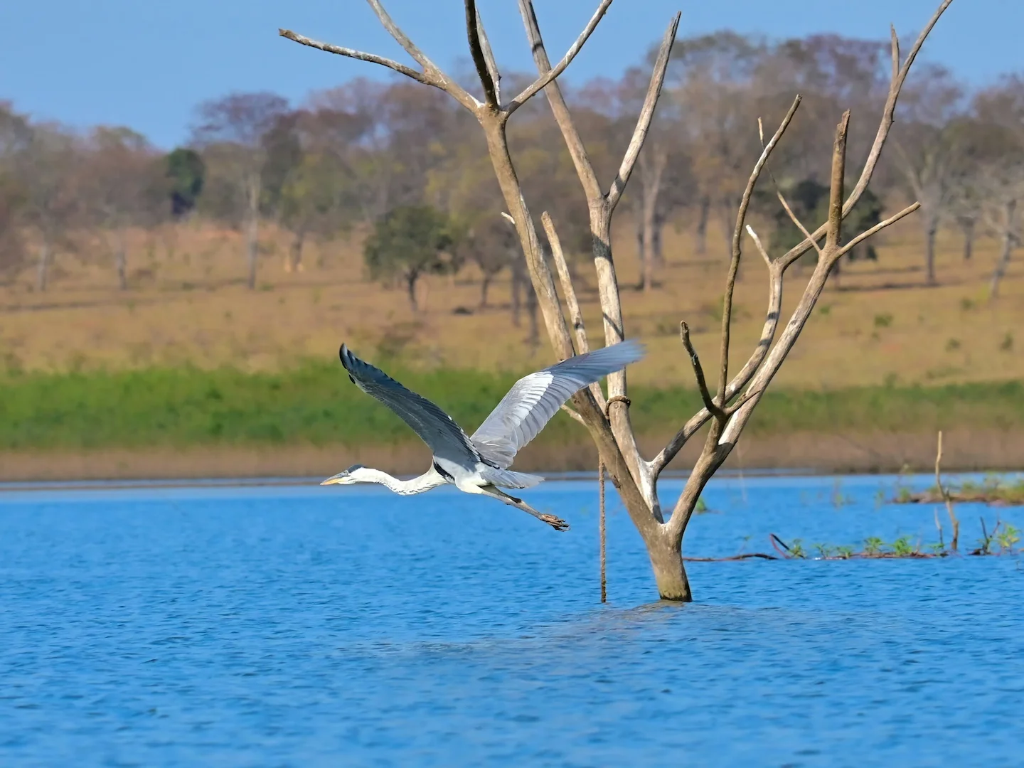 Hunting in ZAMBEZIA: Exploring Wildlife, Traditions, and Conservation in Mozambique’s Premier Hunting Destination