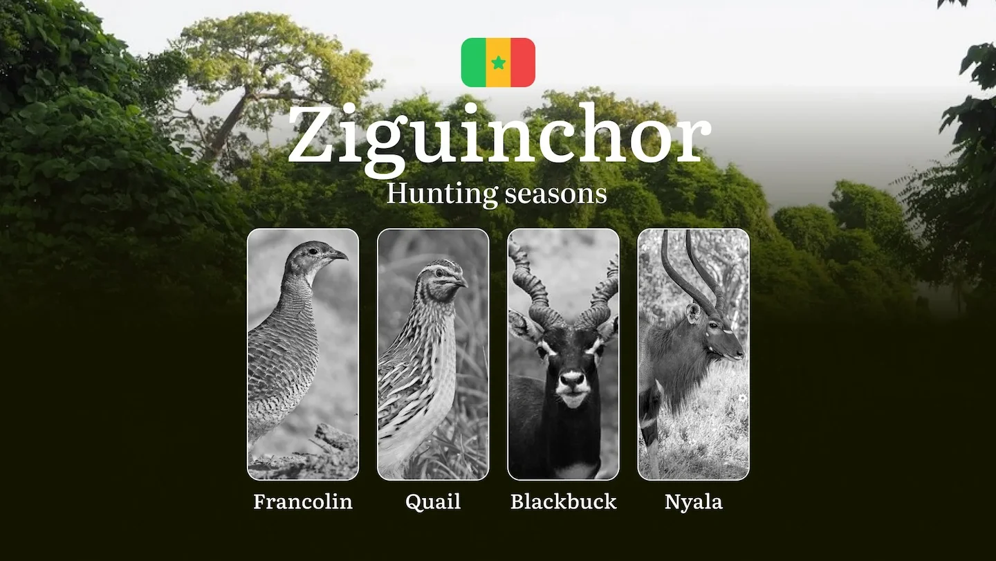 Hunting Time in Senegal: Timing, Licenses and Rules in the ZIGUINCHOR Region, Hunting Permits, Tips and Tactics for Hunt…