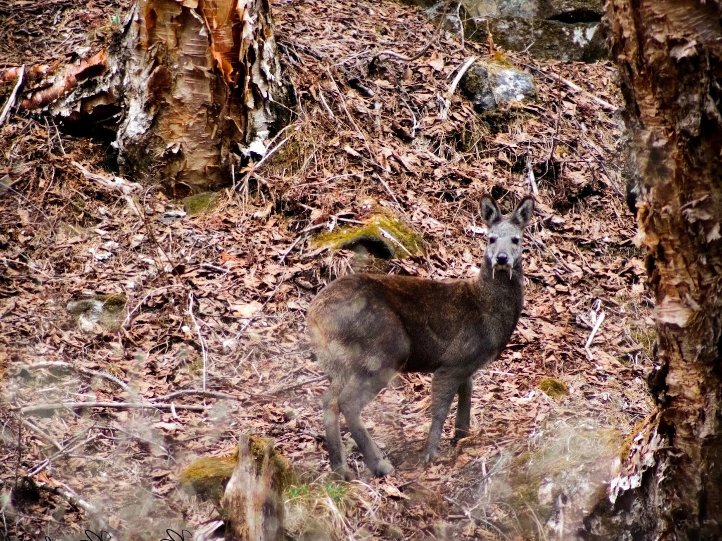 Photo of Himalayamuskushert (Moschus leucogaster)