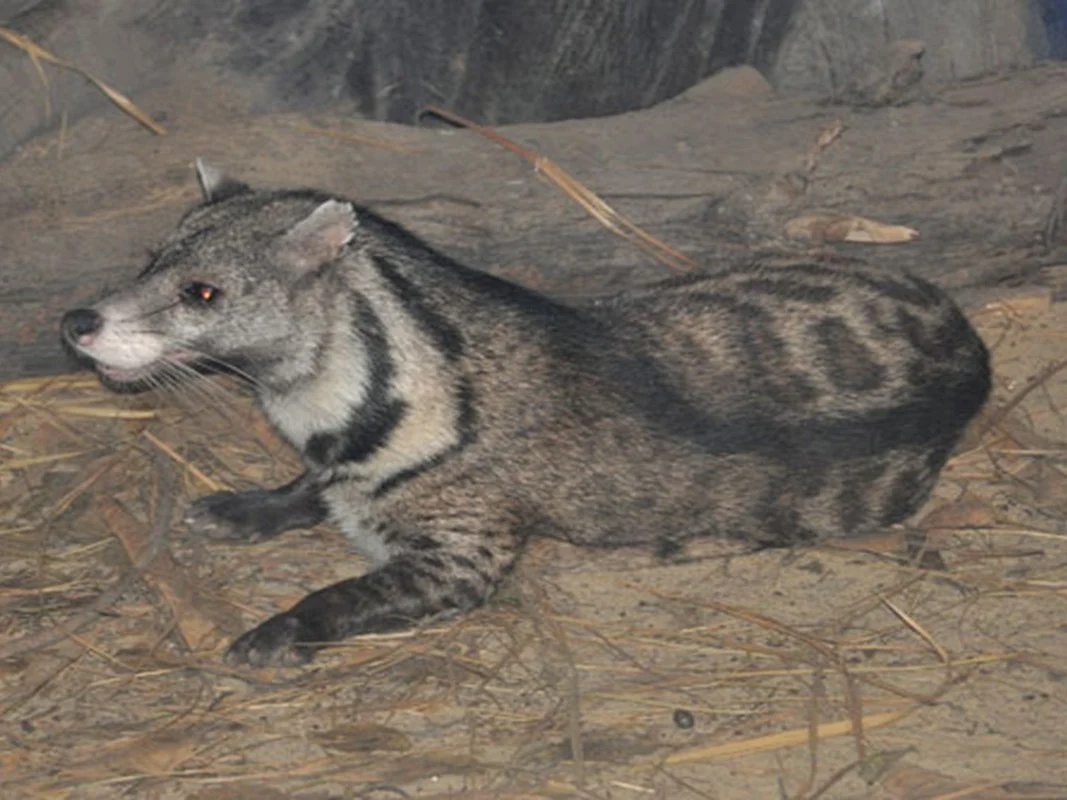 Photo of Grootvlek-siwet (Viverra megaspila)
