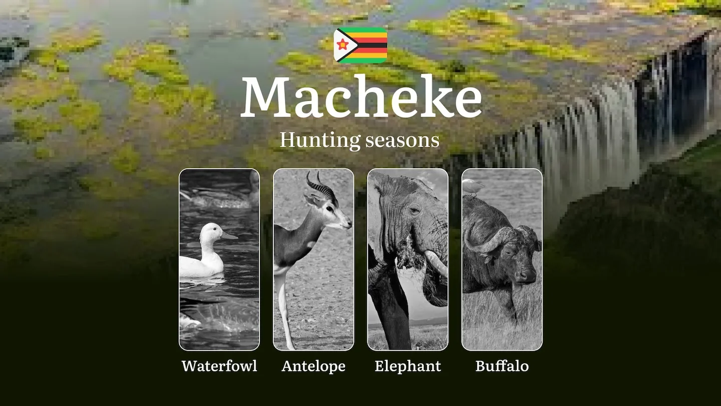 Hunting Dates in the MACHEKE Region: Hunting Periods, Licenses and Rules, Bans and Protected Species, Location and Equip…