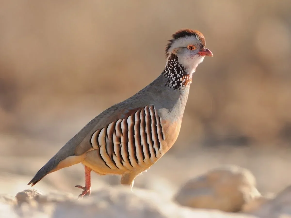 Hunting Shorebirds in Morocco: A Comprehensive Guide to Understanding the Ban on Shorebird Hunting in Morocco, Regional…