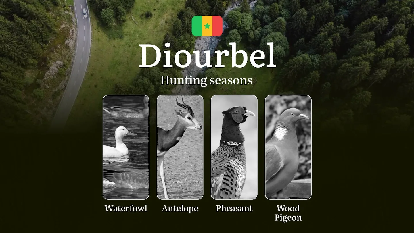 Hunting Dates in Senegal, The DIOURBEL Region: Hunting Calendar and Seasons, Legal Restrictions, Bans, Timeframes and Pr…