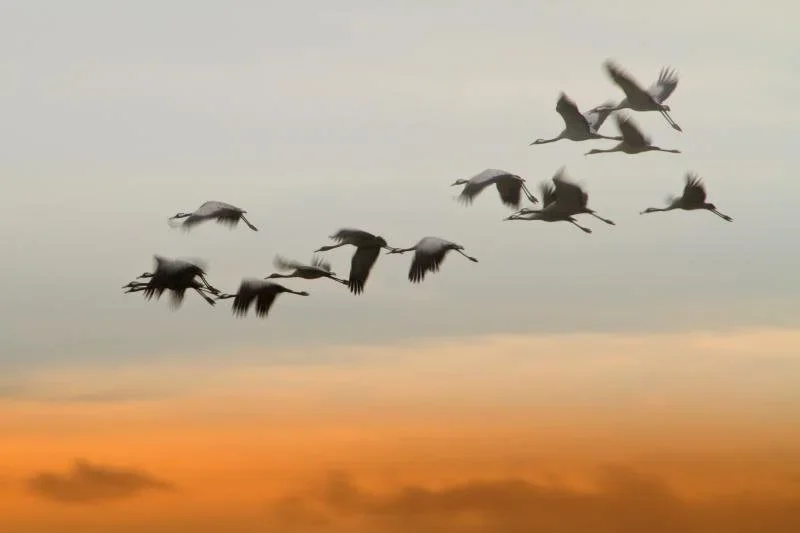 AEWA Compie 30 Anni: Tre Decadi di Successo per la Tutela degli Uccelli Migratori Acquatici