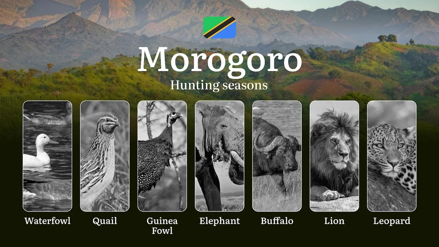 Morogoro: Official Hunting Dates, Regulatory Limits and Seasonal Prohibitions, Licensing Rules, Fines and Legal Penaltie…