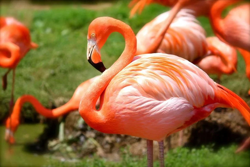 Fenicotteri e Ambienti Vallivi Italiani: Una Coabitazione che Non Si Deve Fare