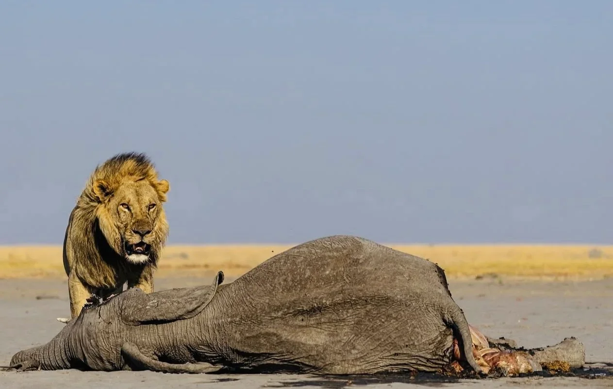 Elephant Hunting in Botswana: A Hunter's Guide