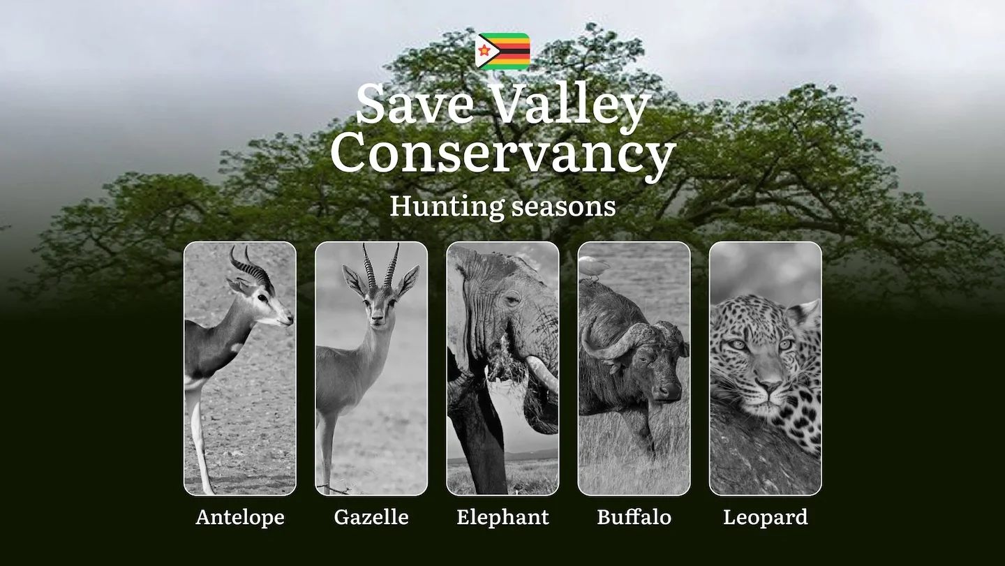 Hunting Dates in SAVE VALLEY Conservancy: Seasonal Features, Restrictions and Bans, Hunting License, Penalties for Viola…