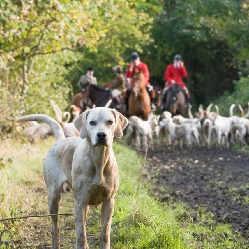 Trail Hunting Ban Sparks Rural Backlash: Calls Grow for Labour to Reverse Course