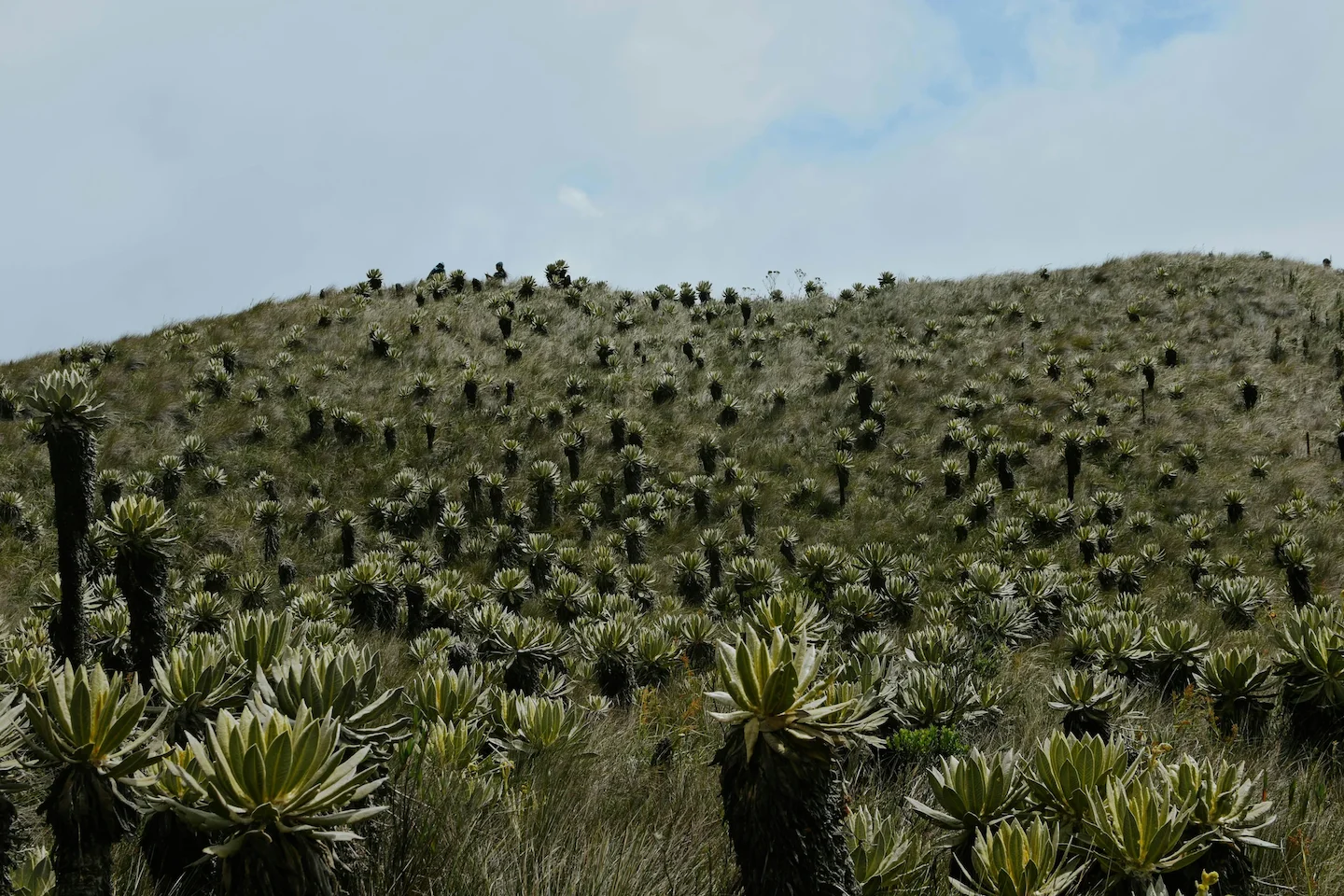 Cordillera de la Costa es un escenario único para la caza en Chile: asociaciones y clubes, legislación y peculiaridades…