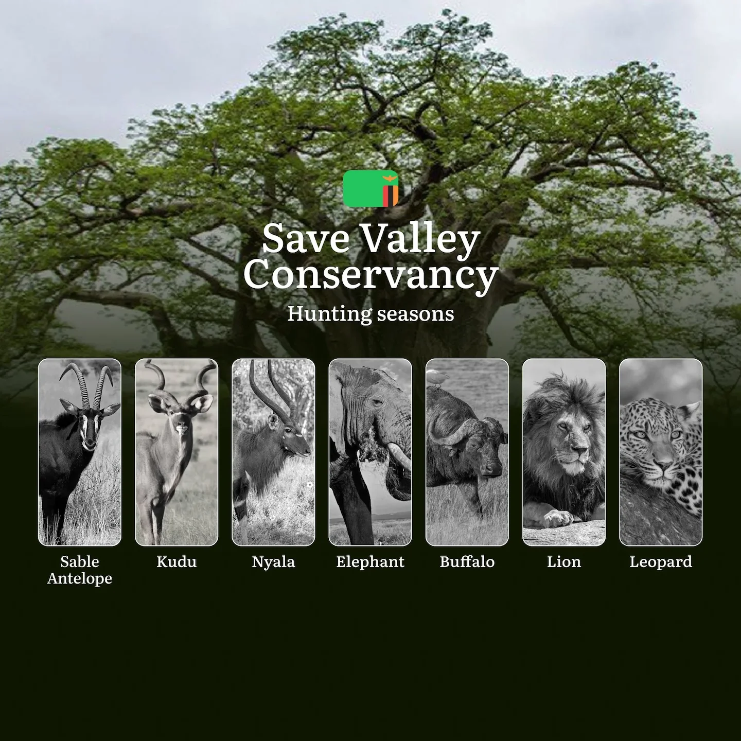 When the Mopane Forests Whisper: Save Valley Conservancy Hunting Regulations & Seasons: Hunting Rules, Restrictions, and…