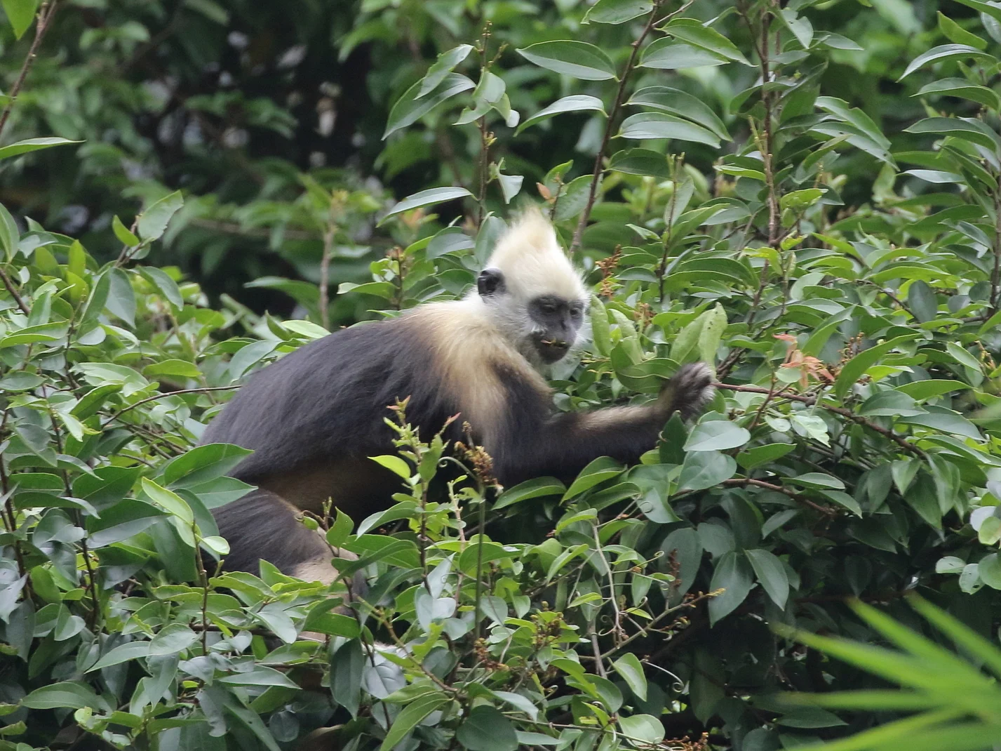 Photo of Cat Ba-langur (Trachypithecus poliocephalus)
