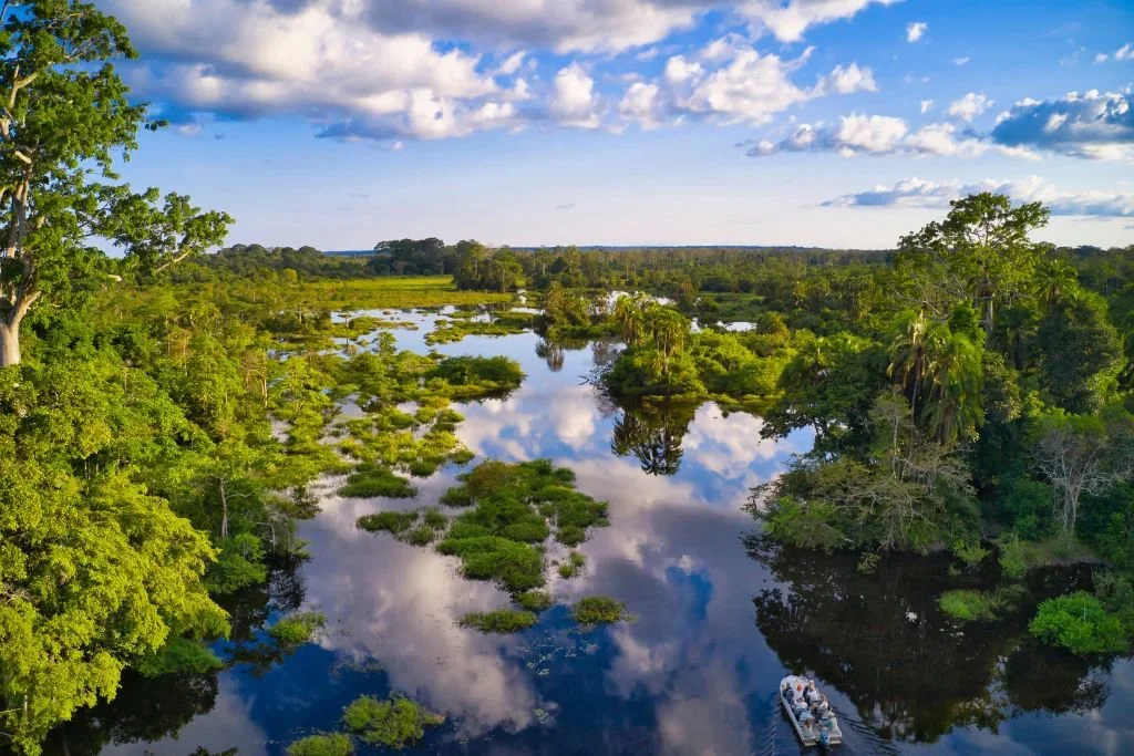 Congo Basin's Restoration Crisis: Top-Down Projects, Exotic Trees Fail to Revive True Forests 🌳