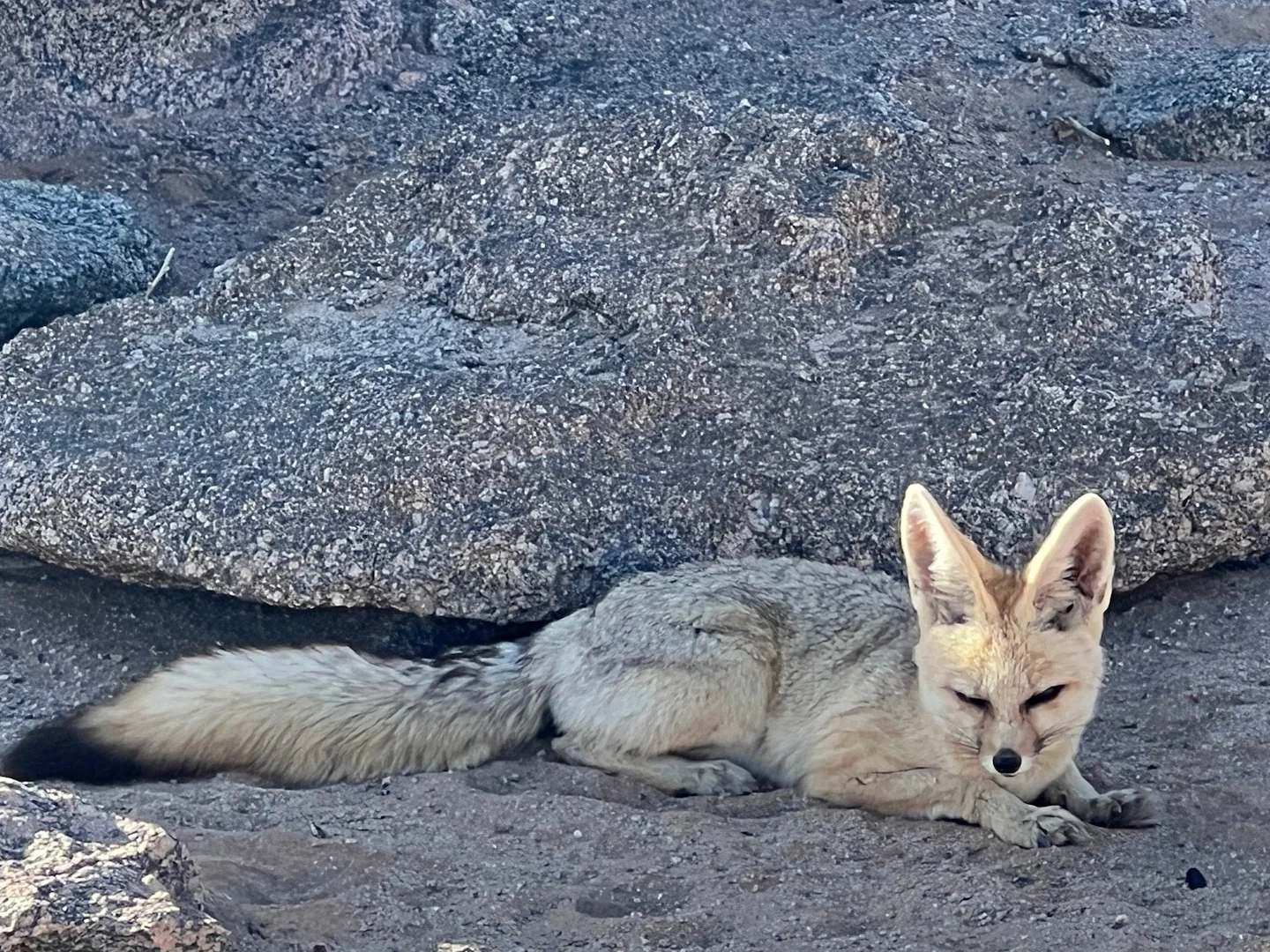 Photo of Kaapse jakkals (Vulpes chama)