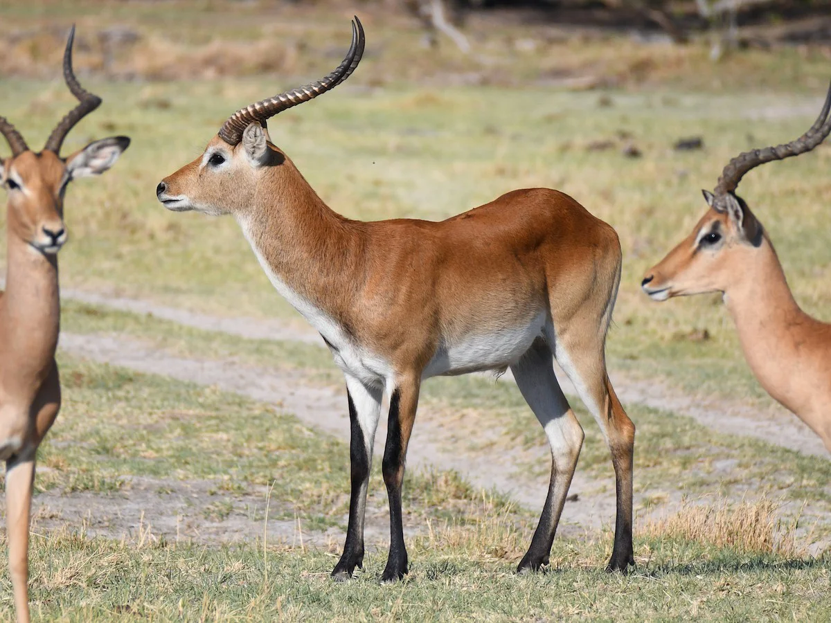 Lechwe červený