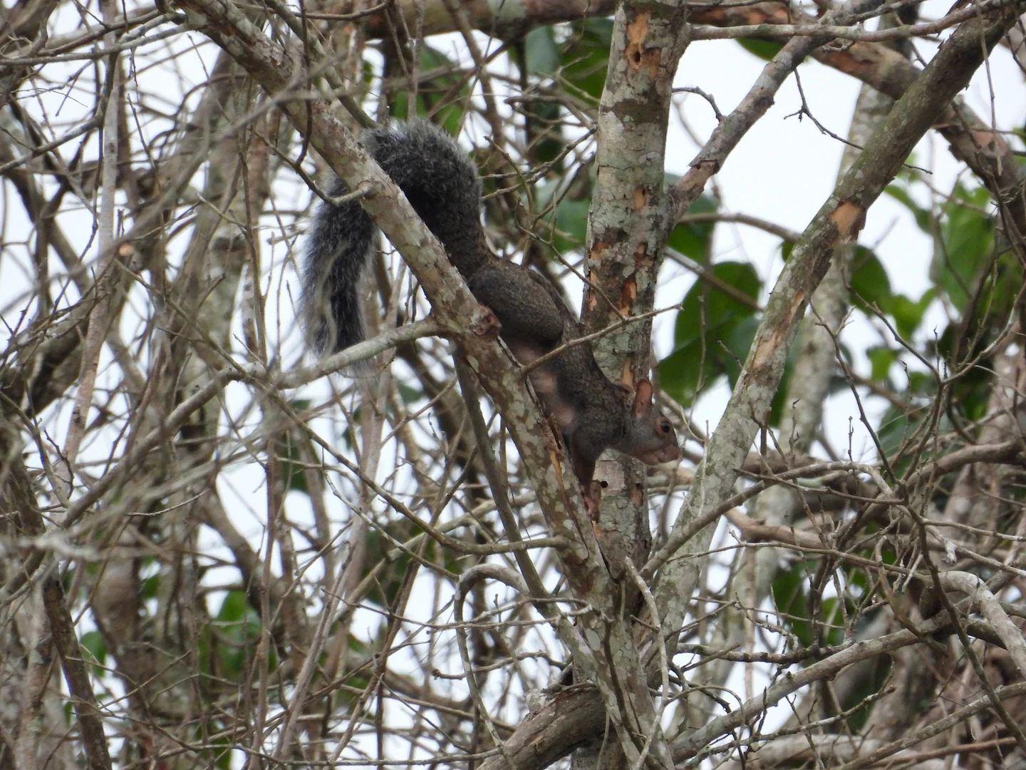Photo of Yucatán-seekatjie (Sciurus yucatanensis)