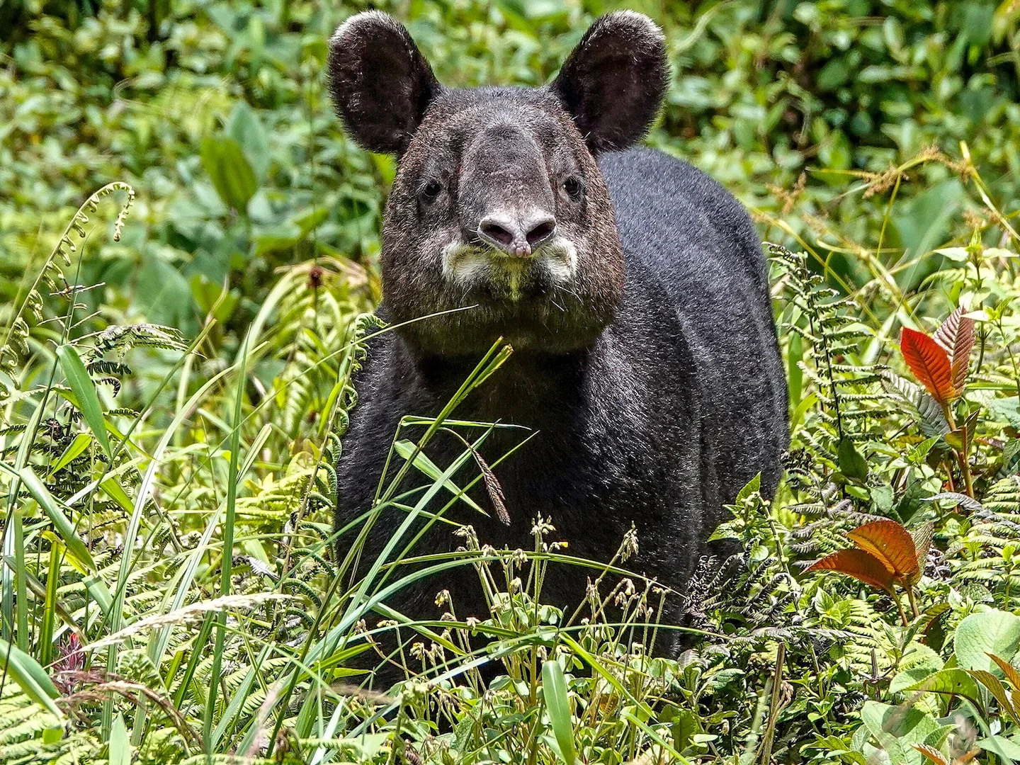 Photo of Bergtapir (Tapirus pinchaque)