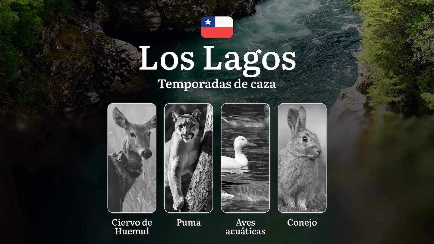 Temporadas de caza en la región de Los Lagos, Chile: los mejores meses y tipos de presa, prohibiciones y restricciones