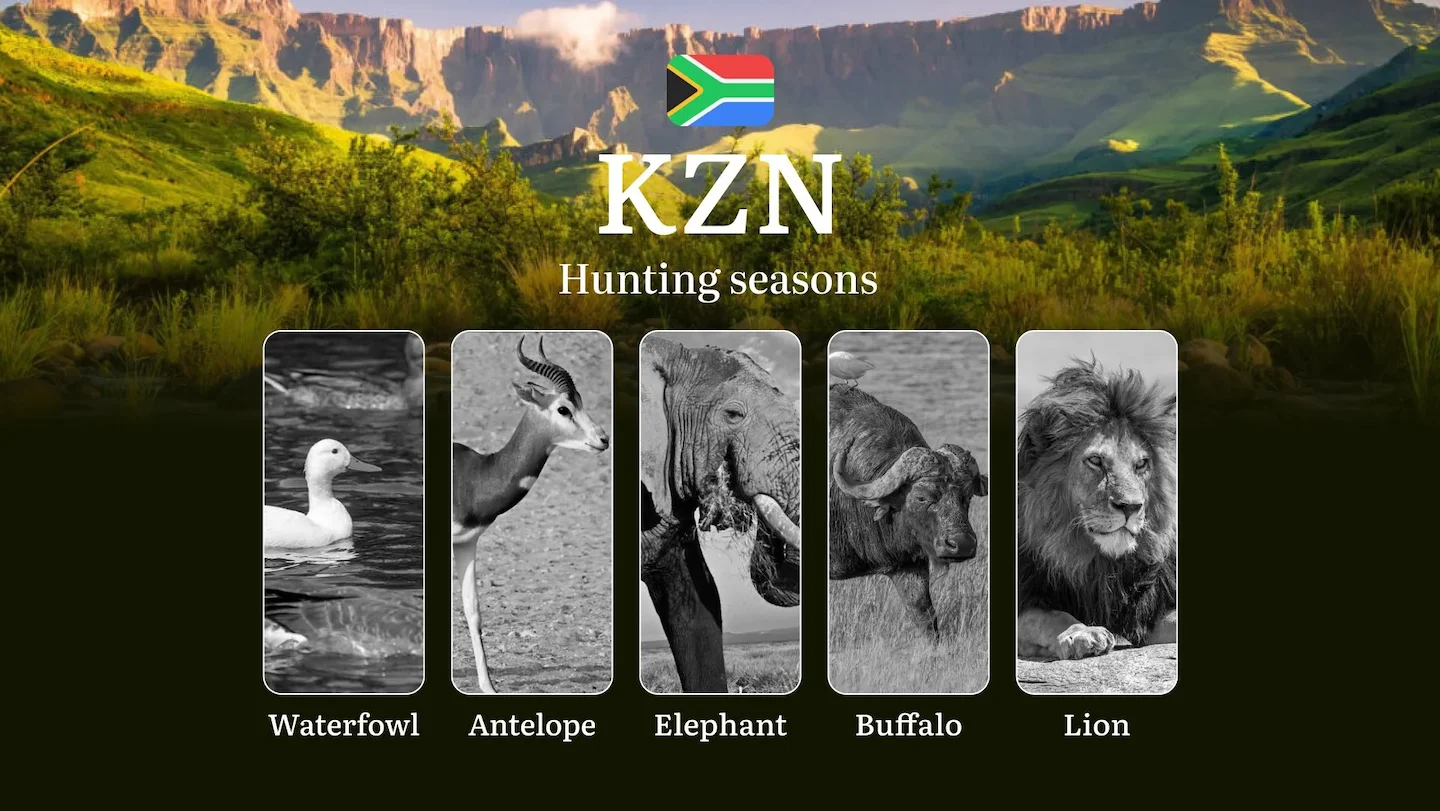 Buffalo Hunting Time in KZN, South Africa: Seasons, Licenses, Rules, and Periods for Hunting, Limits and Permits of Hunt…
