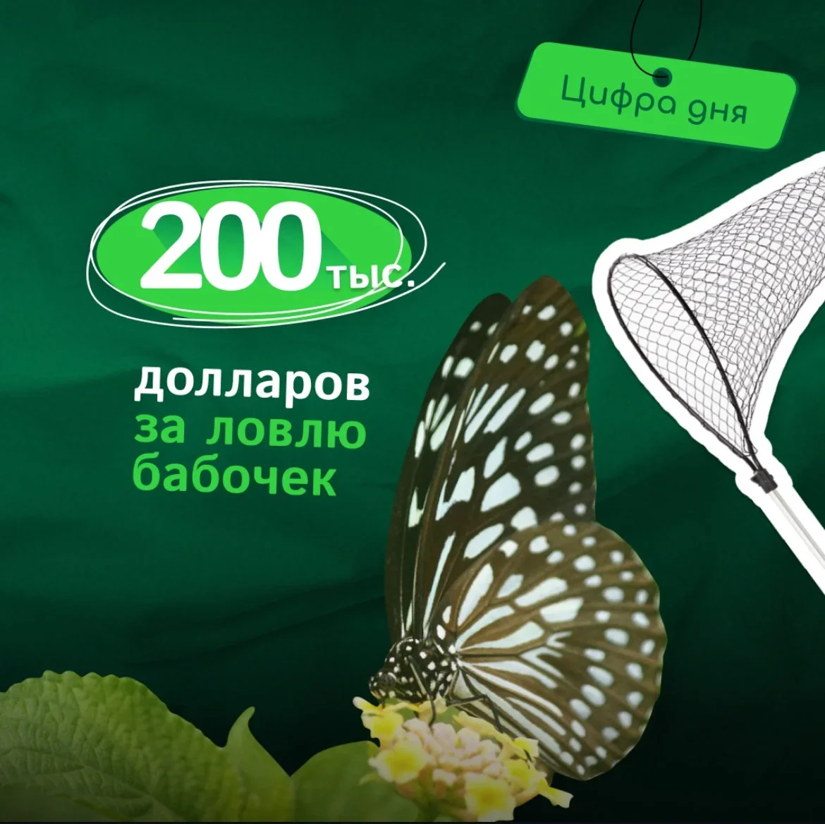 200.000 долларов за ловлю бабочек