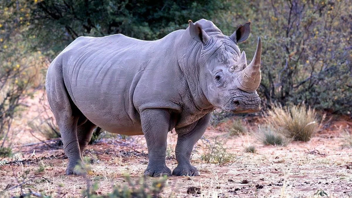 Rhino Relocation in Uganda: A Major Boost for Wildlife Tourism and Conservation