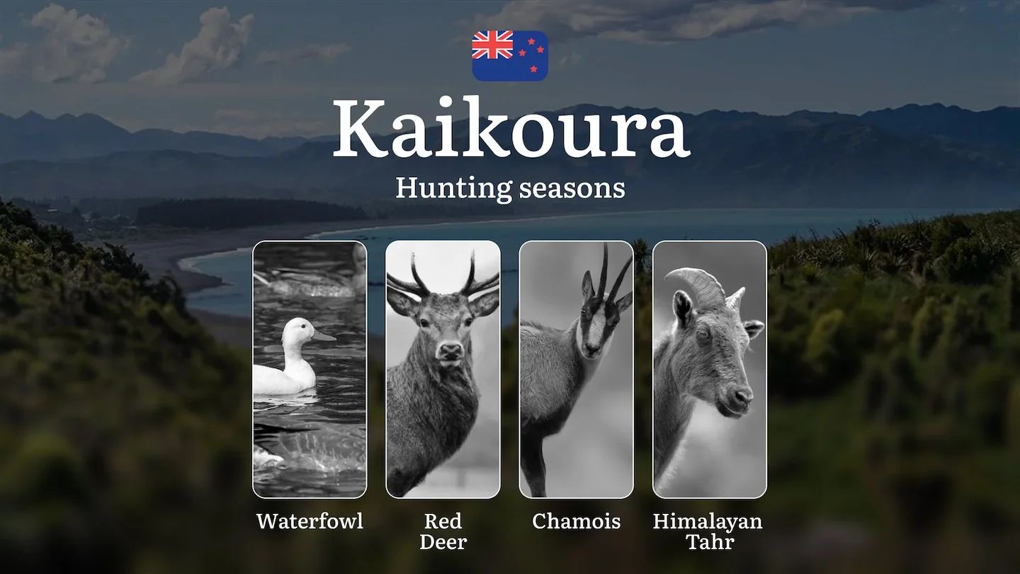 KAIKOURA: Hunting Seasons, Regulations, Licenses, and Best Times for Trophies, Penalties for Violating Hunting Regulatio…