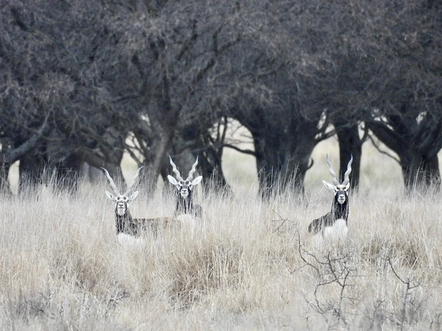 The blackbuck antelope — one of the most challenging hunts in La Pampa