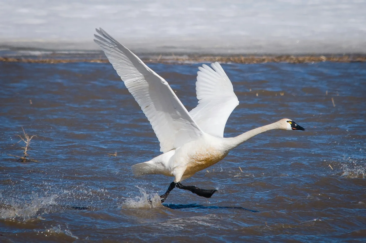 Le gouvernement canadien étudie la possibilité d'autoriser la chasse au cygne siffleur