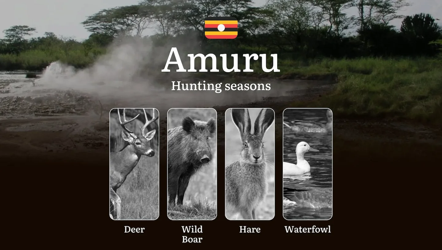 Amuru: Hunting Activity Periods, Protected Species and Seasonal Restrictions, Obtaining a License, Penalties That Affect…