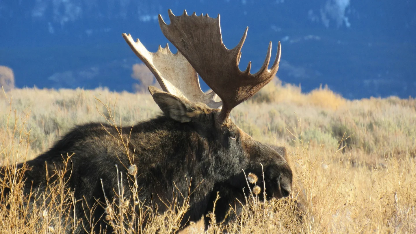 Tirages au sort: une équité pour tous les chasseurs