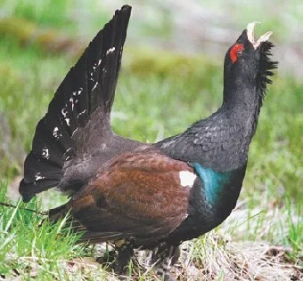 No hunting in protected areas!–a bold strategy from birdlife Norway