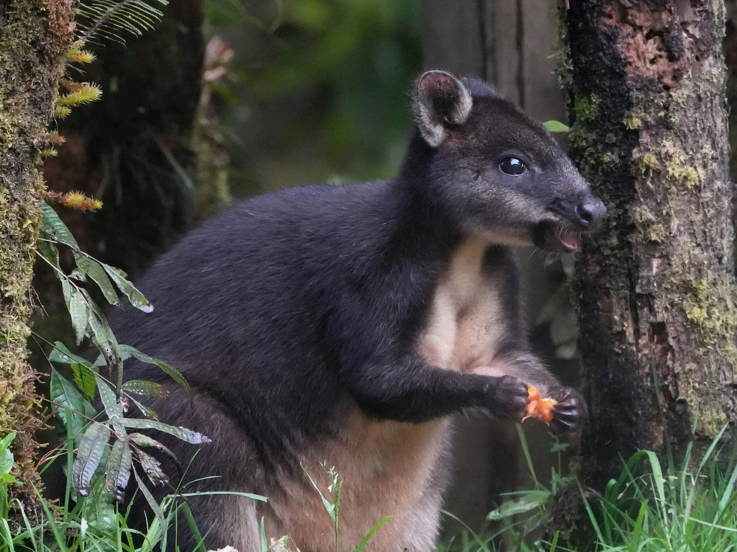 Photo of Calaby se pademelon (Thylogale calabyi)