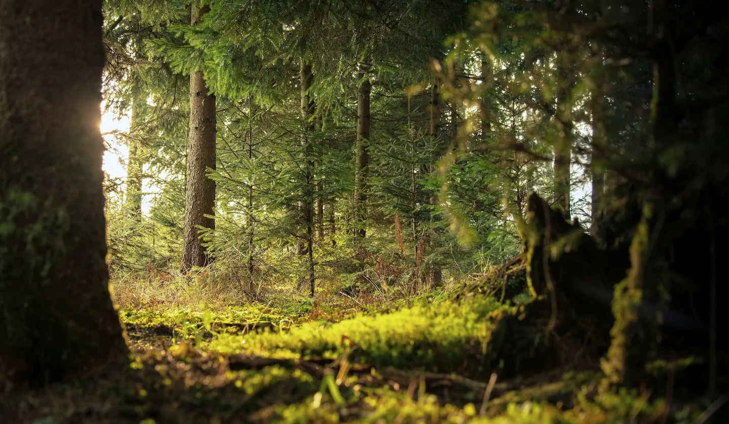 Jagd Akzeptanz Österreich 2026: Neue Rekordwerte & Fakten zur Umfrage