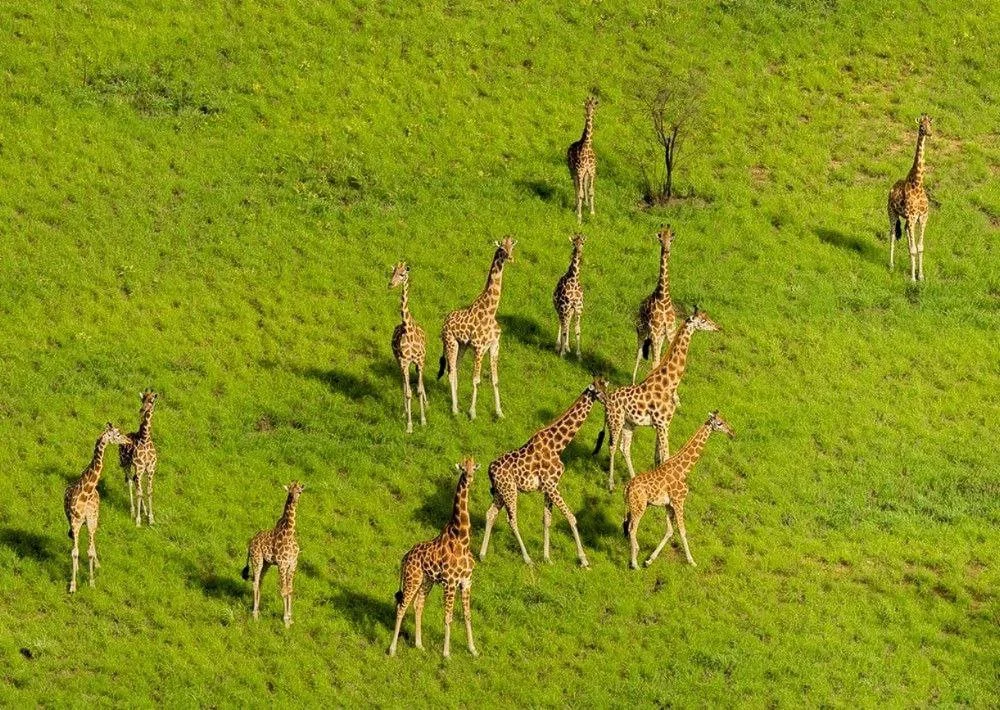 The Poaching Crisis in Mali: An In-Depth Look at a Global Threat and the High-Tech Fight to Stop It
