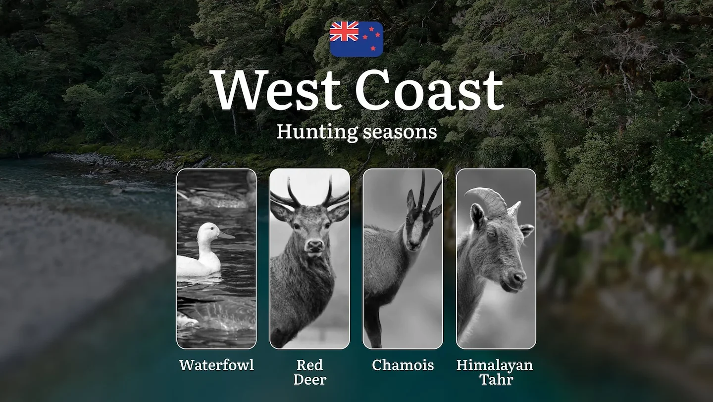 New Zealand’s WEST COAST: Best Seasons for Hunting, Rules and Time for Trophies, Bans and Restrictions of hunting