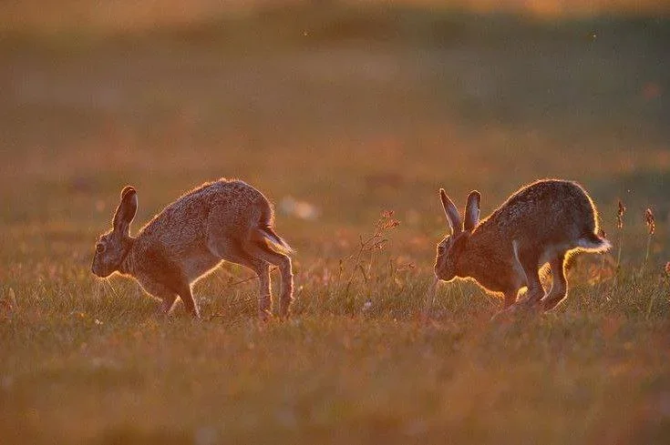 Ultimate Guide to 2025-2026 Hunting Season in Tunisia: Dates, Regulations & Hotspots for European Hunters