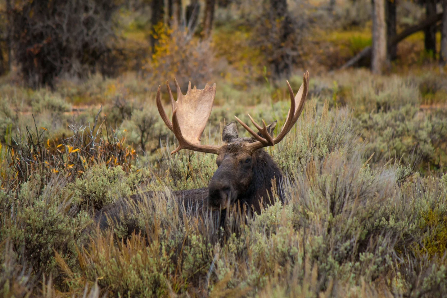 Two Windsor-Essex Men Fined for Moose Hunting Violations in Northern Ontario