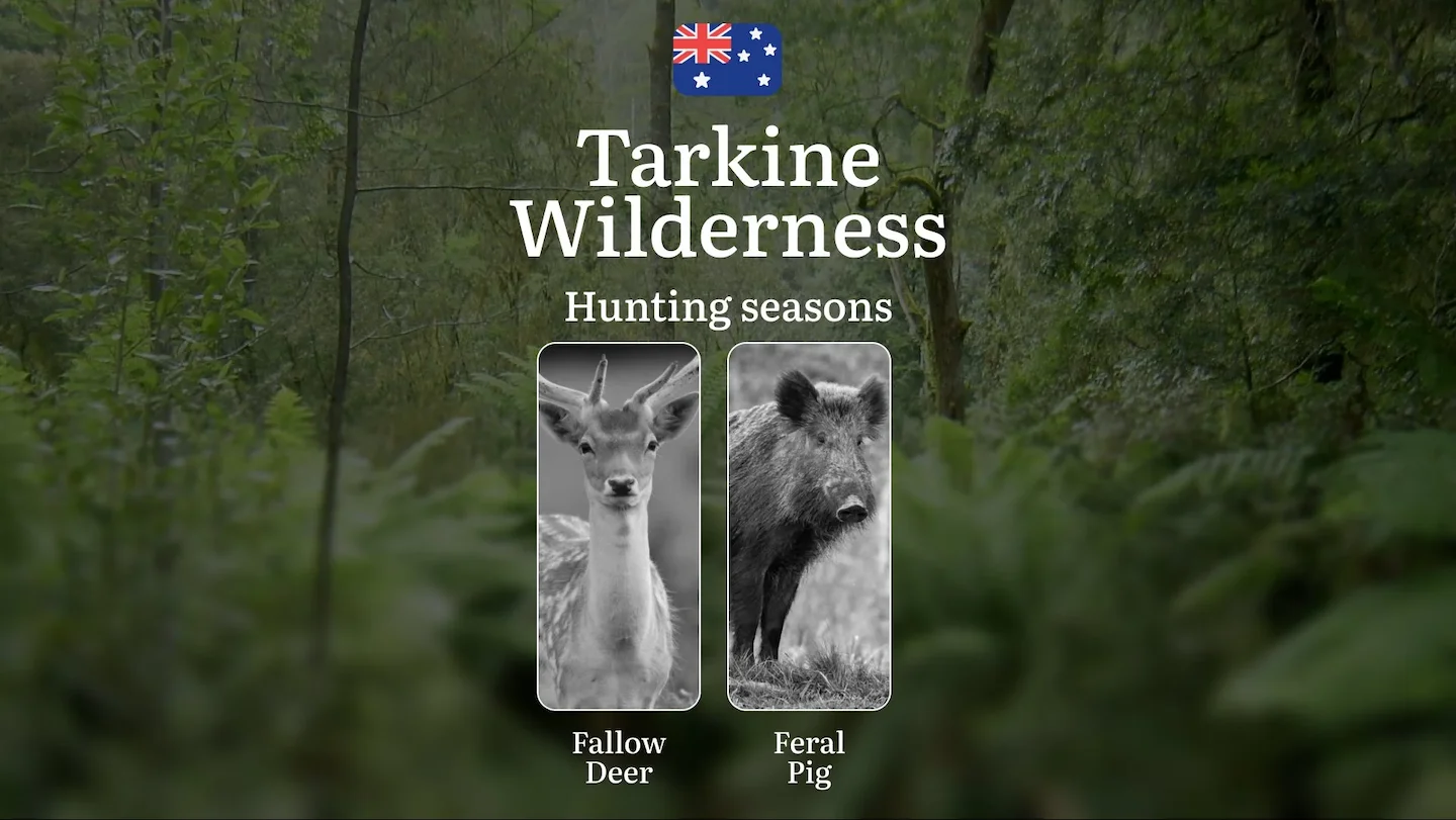 Tarkine Wilderness Hunting Calendar: When the Ancient Rainforest Reveals Its Game - Wallaby, Deer and Wilderness Pursuit…