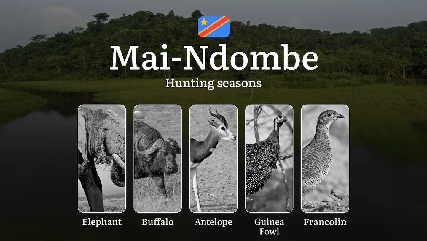 Mai-Ndombe: Official Hunting Dates, Legal Limits, Licensing Standards, Gear Strategies, Tools, and Tactics