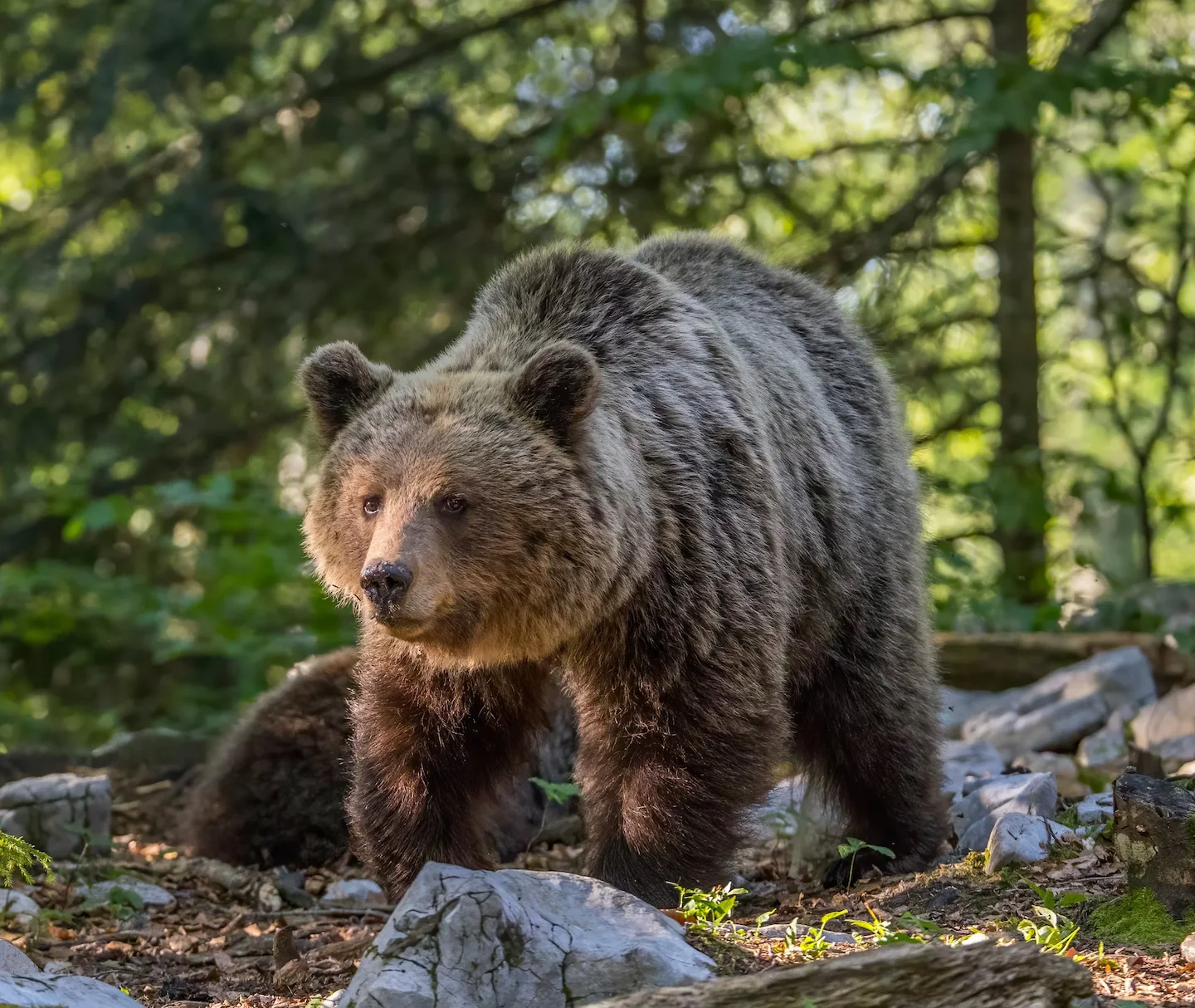 Bear Attack Triggers Emergency Response in Northern Norway