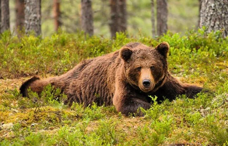 Finland's Brown Bear Population Up 16% Outside Reindeer Zone: 2026 Hunter & Outdoor Guide