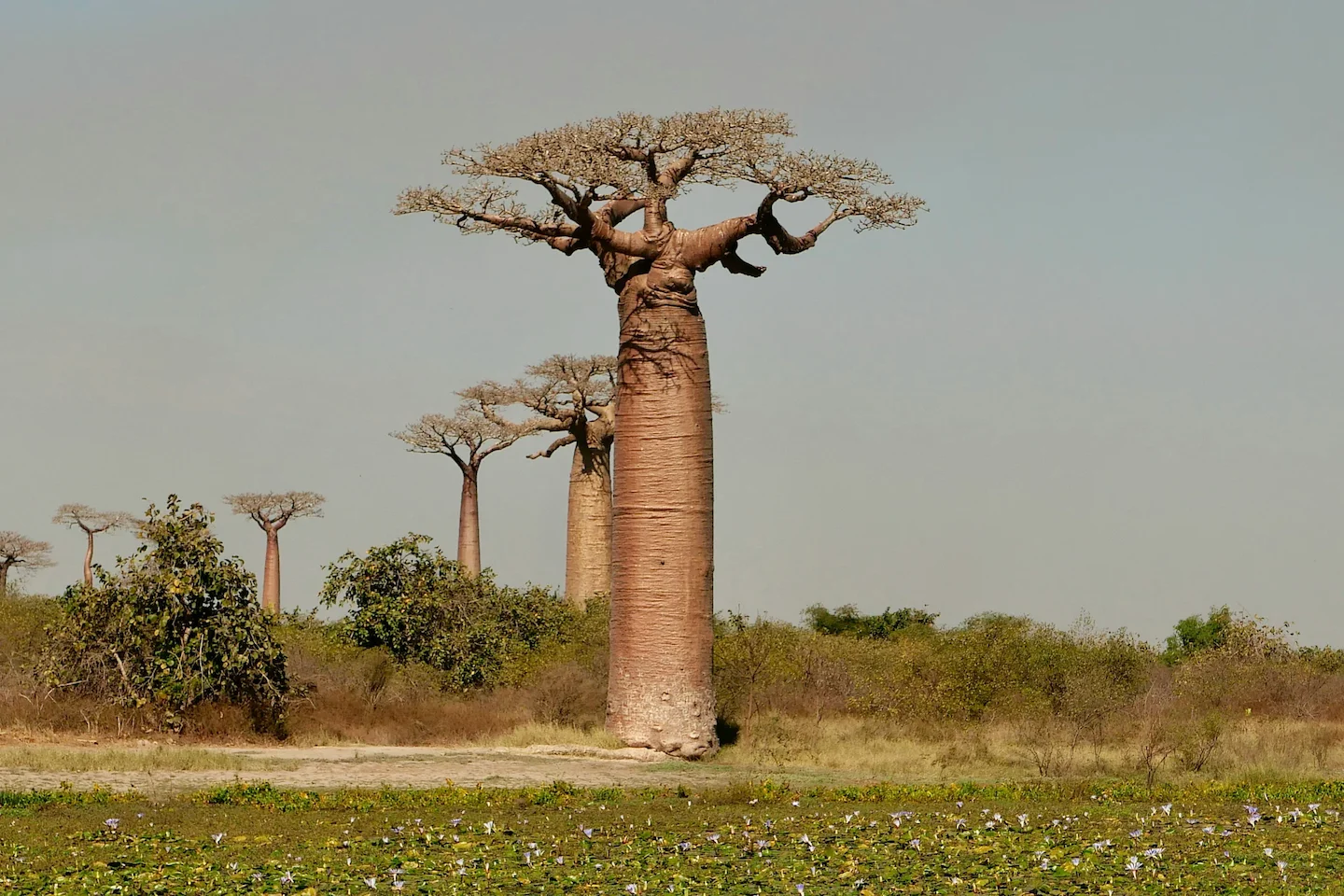 Hunting in Atakora: Laws, Legislation and Сlubs. A Thrilling Adventure in West Africa’s Hidden Wilderness (PART 2)