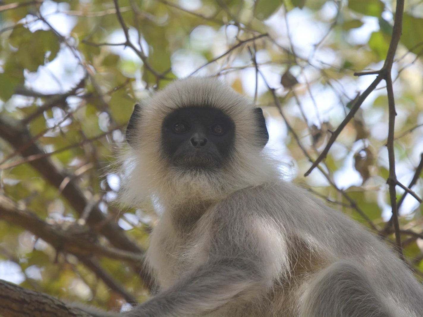 Photo of Tou-geelangur (Semnopithecus priam)