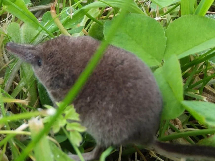 Photo of Kaboutermuismuis (Sorex minutus)