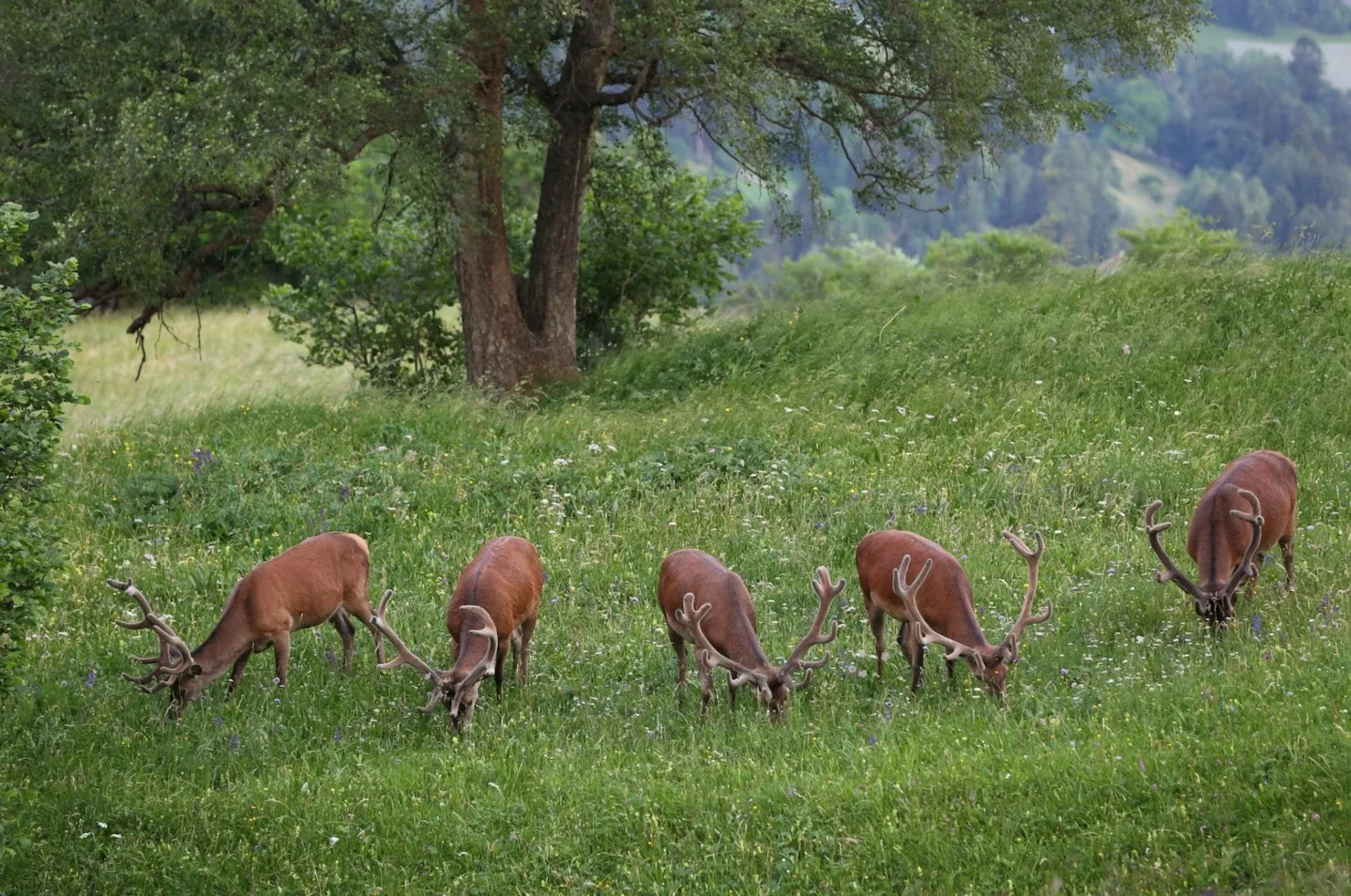 Jagd im Bezirk Franches-Montagnes (Kanton Jura), Schweiz: Naturgegebenheiten, Jagdmethoden, Wildbestände, Jagdzeiten, Or…