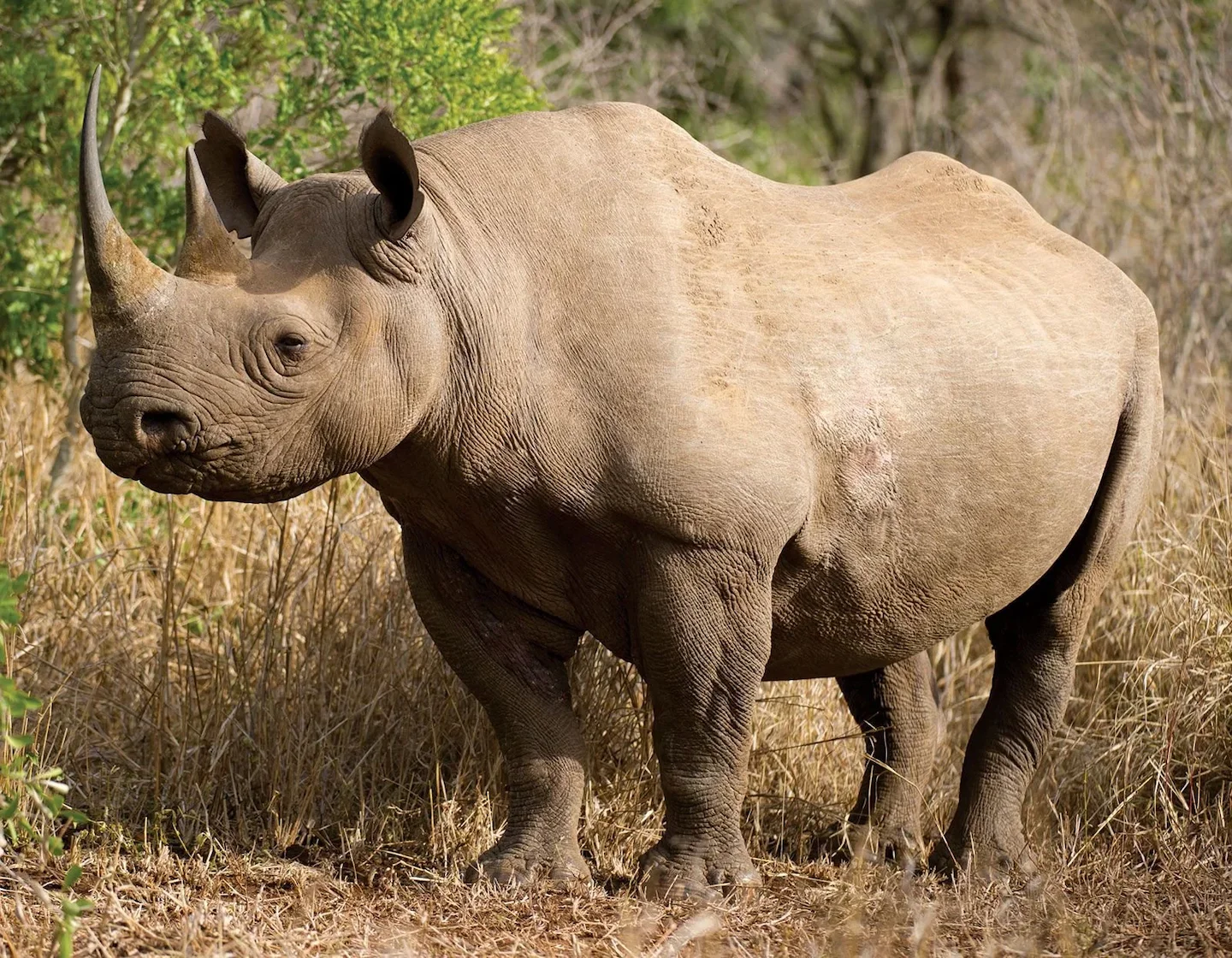 🦏 Namibia's Trophy Hunting: A Critical Pillar for Wildlife Populations and Rural Livelihoods