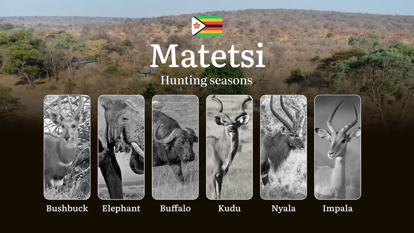 Times of Hunting in Zimbabwe, MATETSI SAFARI: Seasons and Dates of Hunting, Region Restrictions and Bans, Tips for Hunte…